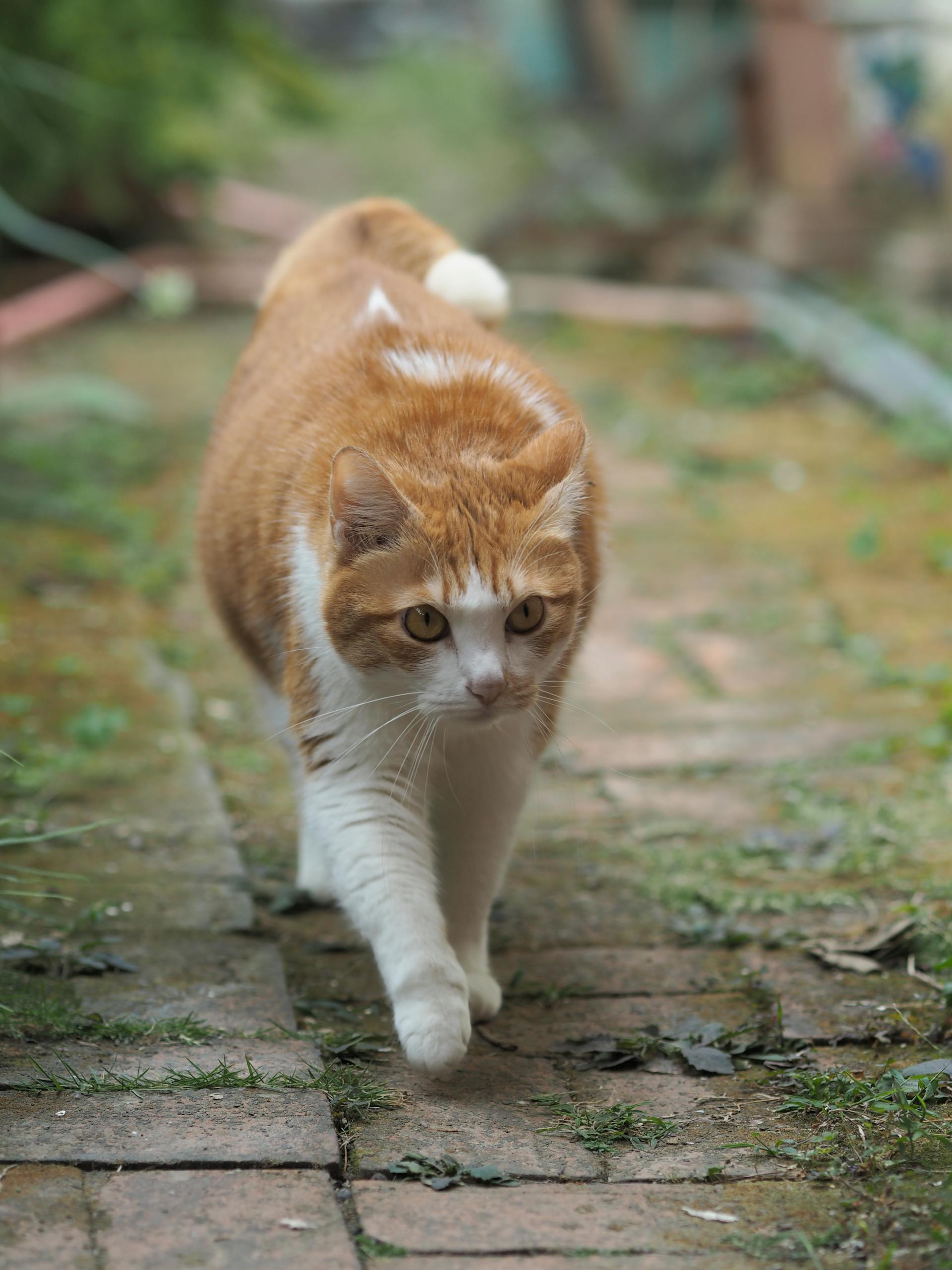 Close-up of a ginger cat with white markings walking on a brick path outdoors in Taiwan.